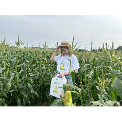 【2026年6月～7月順次発送】とうもろこし 12本 甘々娘(A品) 朝採り スイートコーン【配送不可地域：離島・北海道・沖縄県・東北・中国・四国・九州】