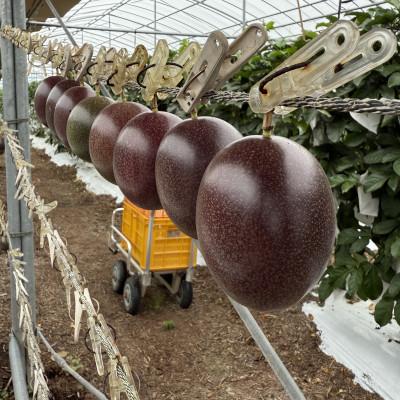 ふるさと納税 今帰仁村 【2026年6月上旬から順次発送】初夏に味わう ファーム寿のパッションフルーツ2kg(20玉前後) |  | 03