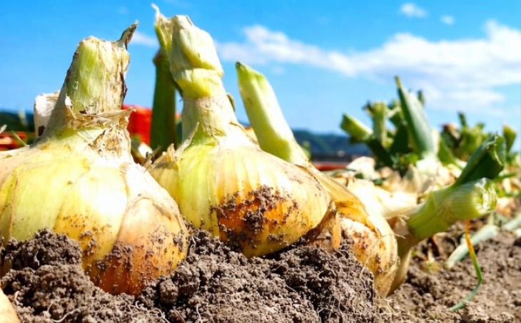 宝珠タマネギ　早生　５キロ