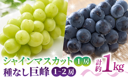 【先行受付2026年発送】シャインマスカット1房＆種なし巨峰1～2房（合計1kg以上）※2026年9月中旬～10月上旬順次発送【さとのみ果樹園】