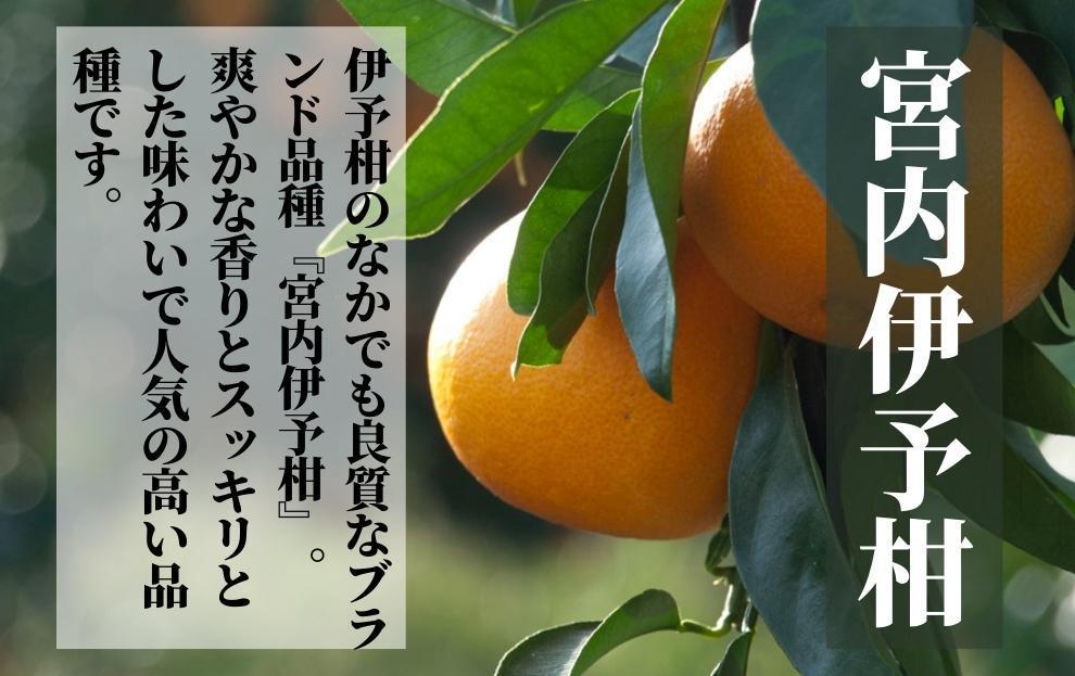 【宮内伊予柑】良品約2.5kg ＜2025年2025年2月～3月中旬頃発送＞