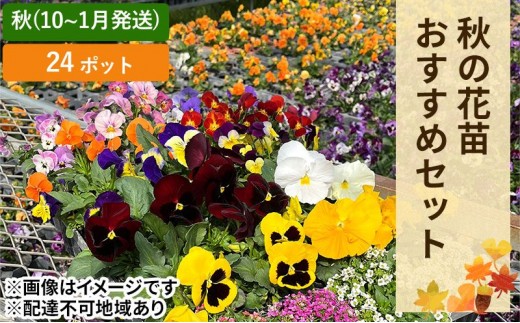 
                  秋 の 花苗 おすすめ セット 24ポット(10月下旬～1月発送) ガーデニング 園芸 お花 花 フラワー 
                
