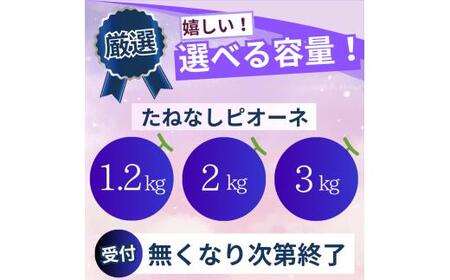 ピオーネ たねなし 1.2kg 厳選 / ぶどう 種無し 甘い 高級 和歌山 ※8月中旬～9月下旬に順次発送 ※北海道・沖縄・離島への配送不可 【tec511-p-1d2A】