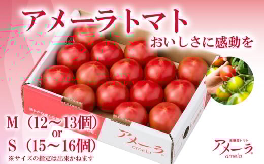 アメーラトマト 【 トマト とまと 野菜 高糖度 人気 ランキング アメーラ 高糖度トマト 静岡県 小山町   】