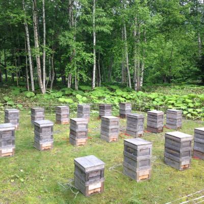 ふるさと納税 大垣市 【国産蜂蜜】はちみつ食べ比べセット450g2本(とち蜂蜜、百花蜂蜜) |  | 03