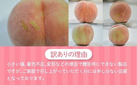 【ご家庭用】令和7年産 先行受付 農家直送「白桃」約2kg(4～7玉) 品種おまかせ 山形県 中山町 F4A-0955