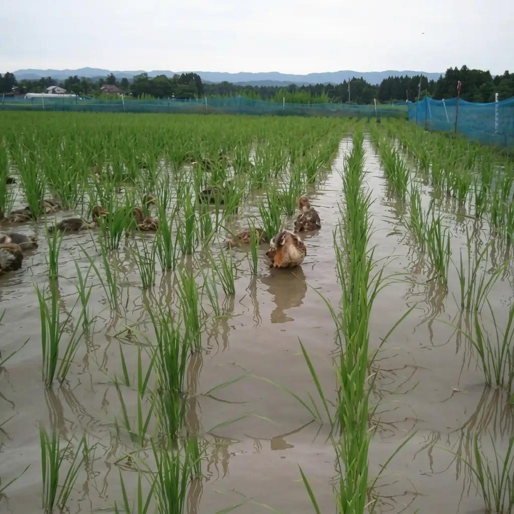 富永農産 コシヒカリ アイガモ農法 コシヒカリ 10kg