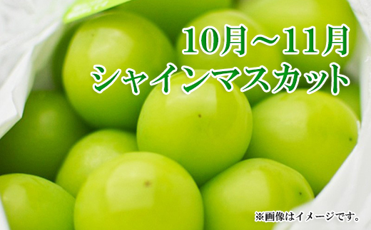 【新鮮♪極甘ぶどうの定期便（中箱セット）】巨峰・クイーンルージュ®・シャインマスカット 全3回（8～9月・9～10月・10月～11月）《黒岩果樹園》■2024年発送■※8月下旬頃～11月上旬頃まで順次