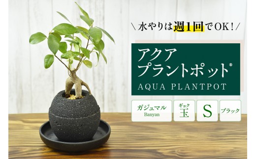 アクアプラントポット®　玉Ｓ（ブラック） 植木鉢　ガジュマル（3791）