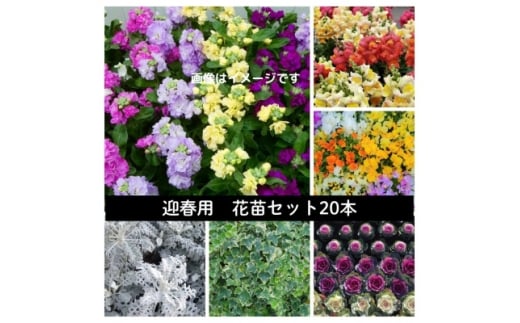 迎春用　花苗セット20ポット【1625220】