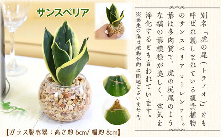 【観葉植物】土を使わないで清潔なミニ観葉植物 ゼオライト植え・ガラス鉢 丸形 2鉢セット（サンスベリア）｜観葉植物 インテリア 部屋 おしゃれ 福岡県筑前町 送料無料