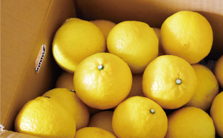 はるか 5kg みかん フルーツ みかん 果物 くだもの 柑橘 オレンジ