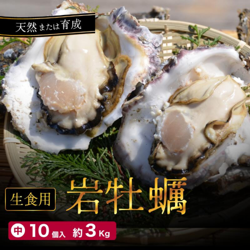 訳あり 岩がき 中サイズ 10個入 3kg前後 生食用 京都府 舞鶴産 牡蠣【～8月中頃まで定】 殻付き 舞鶴産 京都産 岩牡蠣 育成 養殖 天然 岩ガキ オイスター 貝 海鮮 二枚貝 オイスター 京都 舞鶴 かき小屋 美味星