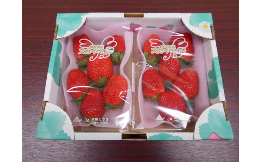 田口いちごファームの いちご　スカイベリー ※2024年1月中旬〜2月下旬頃に順次発送予定