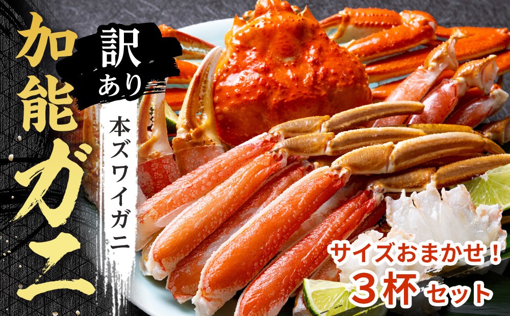 
            【訳あり】金沢港 直送！サイズおまかせ ボイル 加能ガニ 3杯セット   ズワイガニ ずわい ズワイ蟹 蟹 カニ 冷蔵 人気 おすすめ 期間限定 石川 金沢 加賀百万石 加賀 百万石 北陸 北陸復興 北陸支援
          