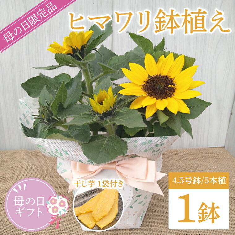 【ふるさと納税】【母の日ギフト】【遅れてごめんね】ヒマワリ鉢植え　干し芋のセット｜ひまわり ヒマワリ ほしいも 干し芋 ほし芋 花 お花 鉢植え 母の日 母の日ギフト ギフト 贈り物 プレゼント 茨城県 行方市(EH-25)