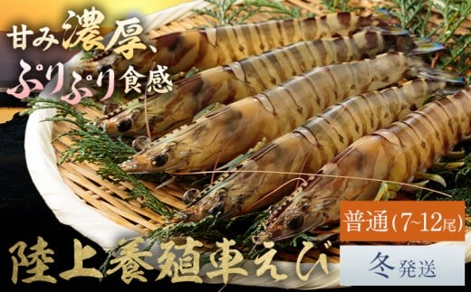 陸上養殖 車エビ 東山陸上養殖研究所 普通サイズ 約200g （7~12尾）《冬発送（12月上旬～1月中旬頃出荷）》岡山県 笠岡市 送料無料 えび 海老 車えび 車海老 海産物 魚 刺身 天ぷら エビフライ【配送不可地域あり】（離島）