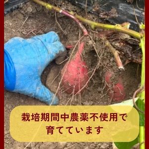 安納芋 5kg 野菜 サツマイモ 芋《訳あり》