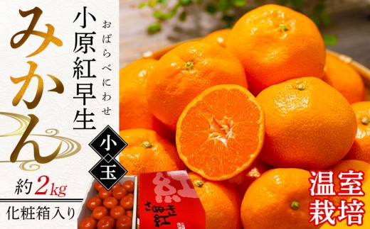 【6月中旬頃～発送】温室栽培 小原紅早生みかん(小玉) 約2kg 化粧箱入り