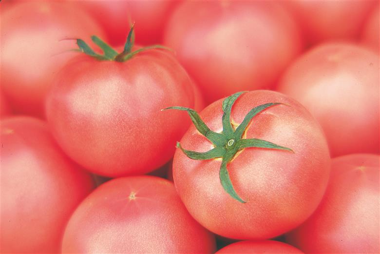 長生（ながいき）とまと２箱（40～48個(約8kg)）一宮町産 トマト