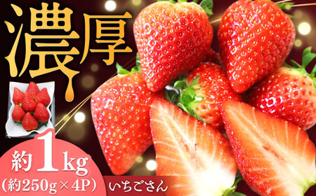 【2026年発送 先行予約】いちごさん 約1kg（約250g×4パック） / 佐賀県 / リフルット株式会社 [41ABAA001]
