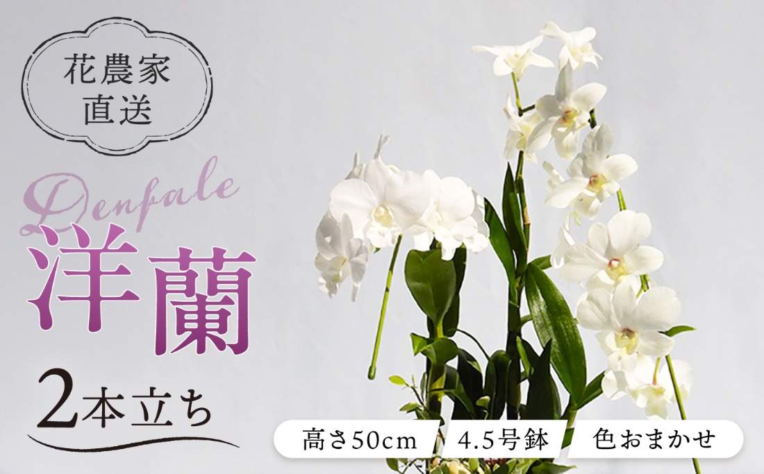 【 30セット 限定 】 デンファレ （ 洋蘭 ） 2本 立ち  《糸島》【和饗エコファーム株式会社】蘭 洋蘭 デンファレ 花 インテリア お祝い 贈り物 [AVI005]