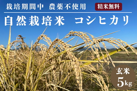 令和7年産 玄米 自然栽培米 亀岡産コシヒカリ 玄米 5kg