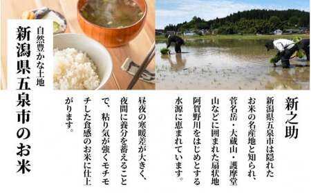 【令和7年産米】〈6回定期便〉新之助 精米 5kg（5kg×1袋） |五泉市 新之助 定期便