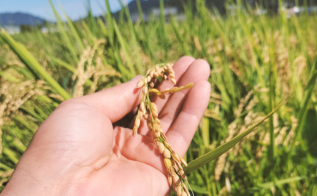 令和6年産 低農薬 清流育ち はつしも玄米 10kg×1袋 新米 お米 米 ごはん ご飯 ハツシモ あっさり ふっくら ブランド米 大粒 幻の米 お取り寄せ 自家用 贈答用 贈り物 御礼 プレゼント 