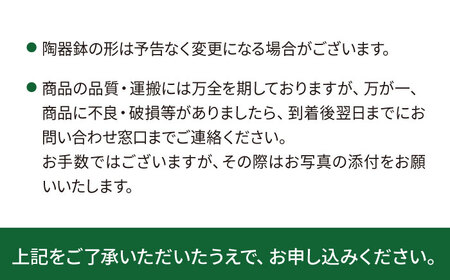キラキラ輝く砂漠の宝石 『ハオルチア・オブツーサ』 糸島市 / cocoha&nbsp;観葉植物 グリーン 緑 インテリア[AWB043]