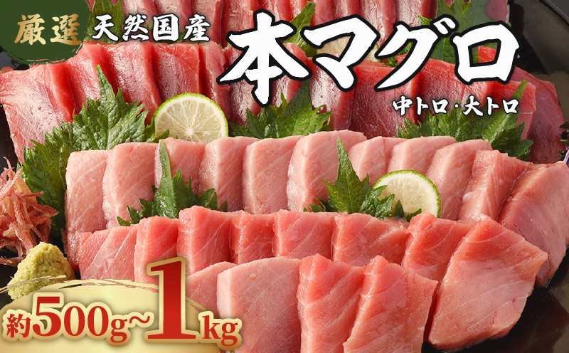 
                  【数量限定】 厳選 天然 国産 本マグロ 中トロ・大トロ 500ｇ 1kg 以上 魚 マグロ 鮮魚 高知県 刺身 刺し身 漬け丼 海鮮丼 おかず 魚介類 海鮮 海産物 まぐろ 本まぐろ 鮪 ブロック 惣菜 冷凍 美阿丸 高知県室戸市
                