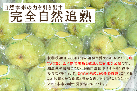 【贈答用】西洋梨 ル・レクチェ 1kg（2～3玉） 果物 梨 洋梨 西洋梨 フルーツ 冬の味覚 デザート 産地直送 加茂市 樋口農園 梨 梨 梨 梨 梨 梨