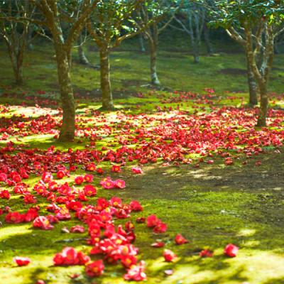 ふるさと納税 利島村 【東京都利島産】椿油大容量ボトル/神代椿 ー金ー |  | 01