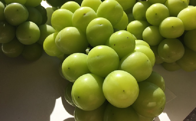 ひらた農園 岡山県産 シャインマスカット 約2kg(3~4房)