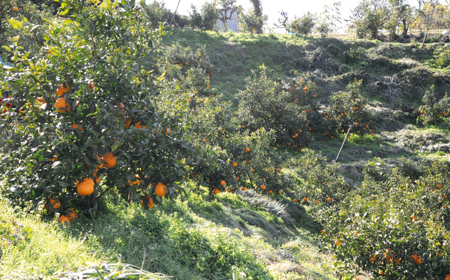 果山園の不知火 2Lサイズ 約7kg みかん 柑橘 フルーツ 旬 あまい 濃厚 産地直送