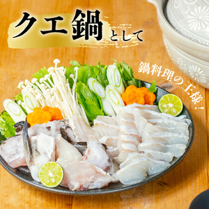 クエ 活き締め 4.5～6kg 本クエ くえ アラ 鮮魚 クエ鍋 高級 高級魚 産地直送 冷蔵 養殖 国産 九絵