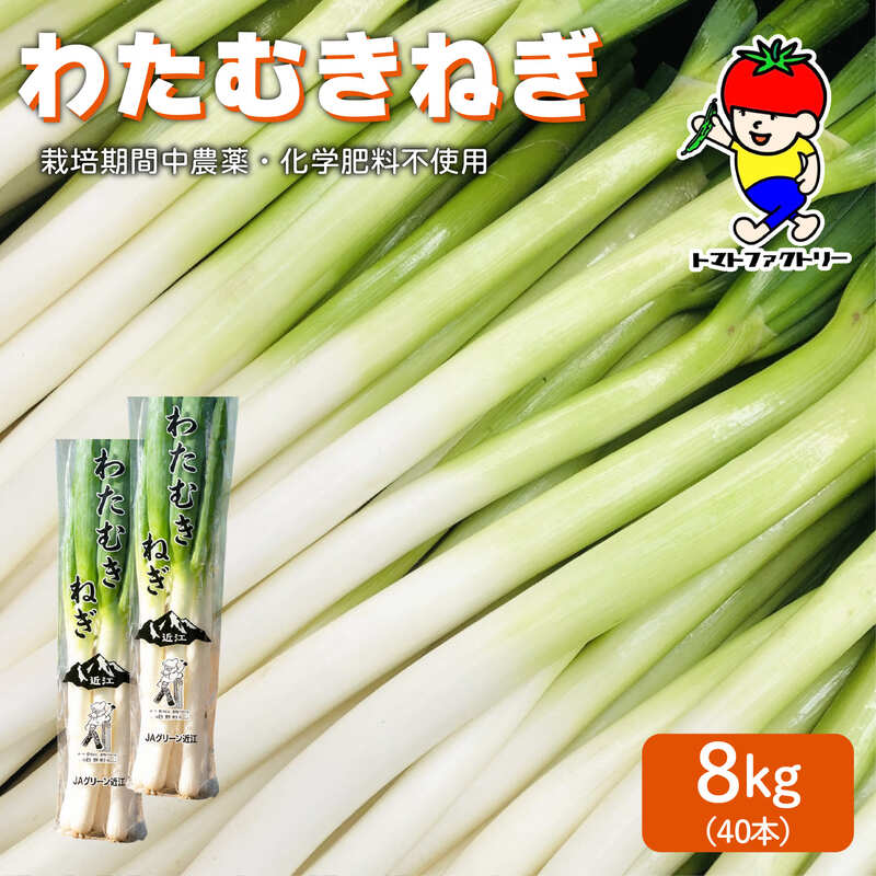 【ふるさと納税】 【先行予約】 【期間限定】 日野町産 わたむきねぎ 8kg 40本 トマトファクトリー 野菜 ねぎ ネギ 長ネギ 白ネギ 詰め合わせ セット 新鮮 採れたて 太い 季節 甘い 糖度 高糖度 あまい 食材 旬 栽培 産地直送 農家直送 農家応援 滋賀県 日野町 送料無料