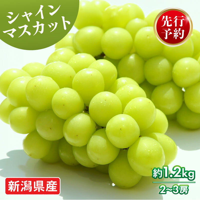 【ふるさと納税】 2026年先行予約 シャインマスカット 約1.2kg 2～3房 マスカット 果物 くだもの フルーツ スイーツ 葡萄 ブドウ ぶどう 高橋農園 新潟県 新発田市 C06_01