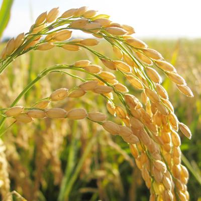 ふるさと納税 城里町 【令和6年産】城里町内・桂農産の【しきゆたか　精米】20kg(5kg×4袋) |  | 01