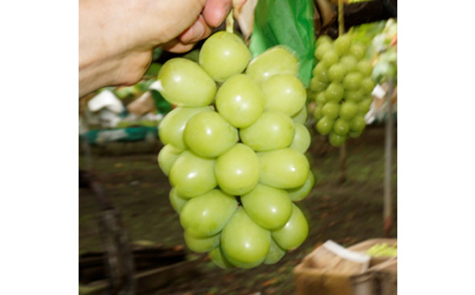 【2026年先行】数量限定ぶどう三色セット(クインニーナ、シャインマスカット、ピオーネ)2kg【配送不可地域：離島】【1670538】