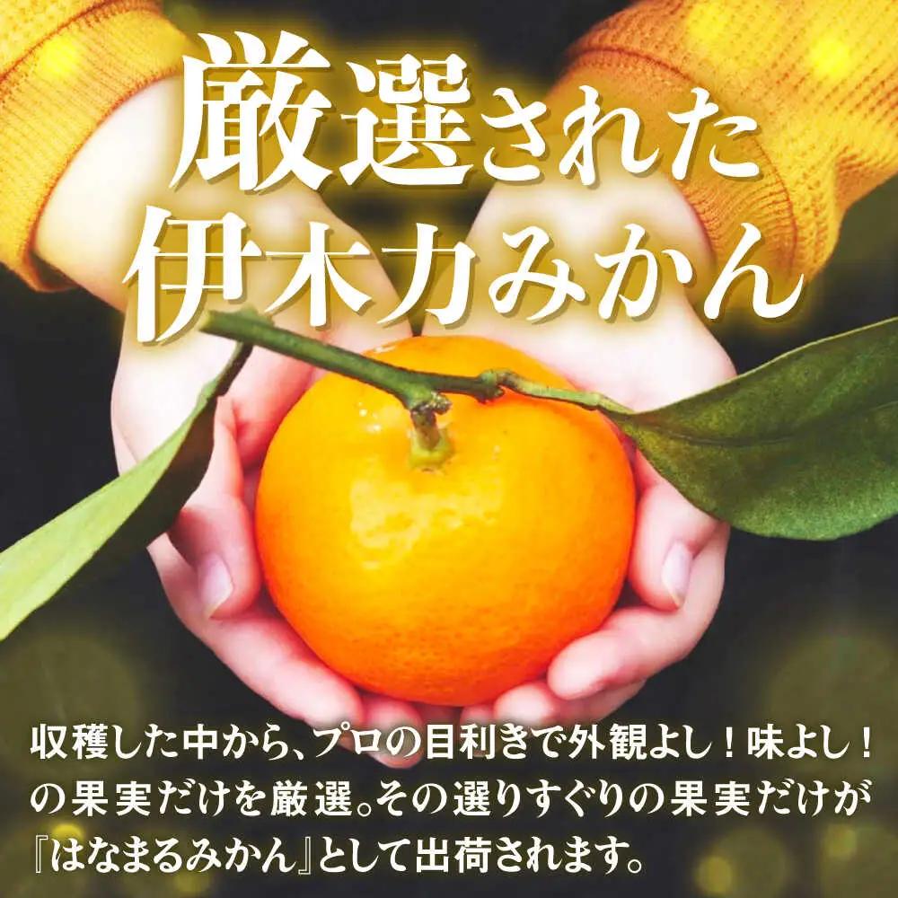※【2026年11月下旬より順次発送／先行予約】伊木力みかん「はなまるみかん」(贈答用) 5kg / 伊木力みかん みかん 蜜柑 ミカン 柑橘 果物 フルーツ / 諫早市 / 株式会社山野果樹園 [A