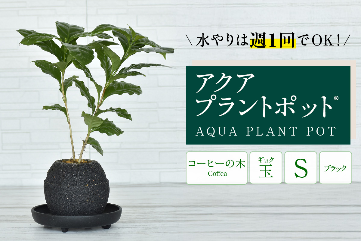 アクアプラントポットR　玉Ｓ（ブラック） 植木鉢　コーヒーの木（2089）