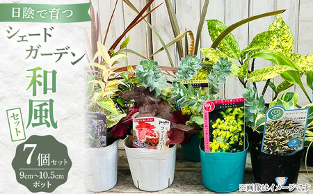 日陰で育つシェードガーデン（和風）セット｜花苗 ギフト ガーデニング
