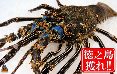新鮮なまますぐ冷凍!!徳之島産冷凍“特大”伊勢海老1尾（1.5kg以上） （ 伊勢えび イセエビ 伊勢えび 伊勢エビ えび エビ 海老 鍋 ご馳走 海の幸 料理 焼き 人気 海産物 家族 正月 お祝い
