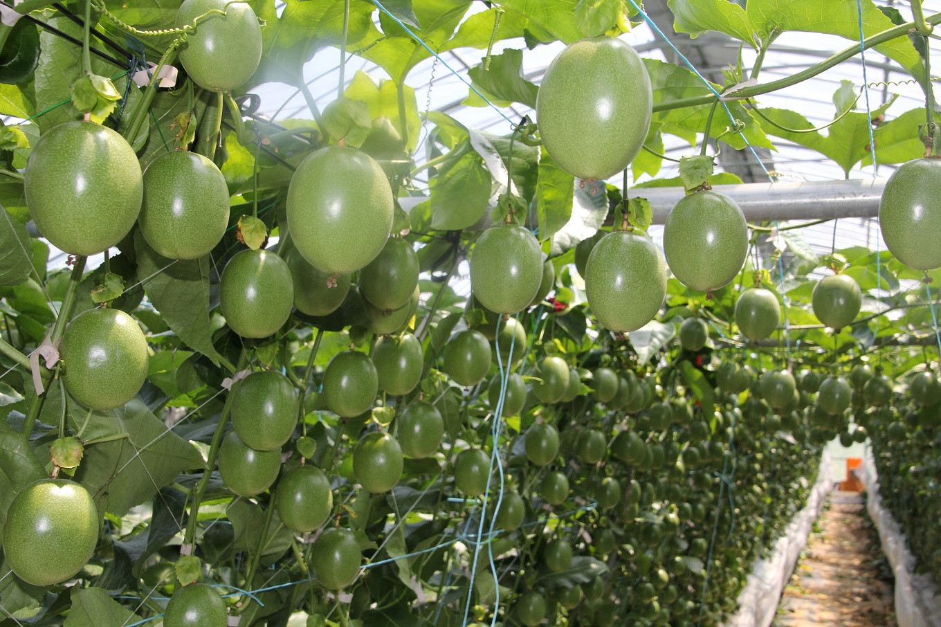 喜界島版『マンゴーラッシー』