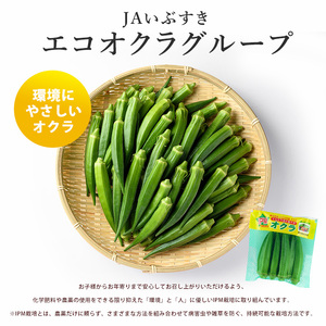 【2026年5月上旬～発送】栽培期間中、農薬の使用を抑えた指宿産オクラ160本(8本入×20袋)(エコオクラグループ/IB166-001) オクラ おくら 減農薬 野菜 夏野菜 旬 特産 夏 新鮮 鹿