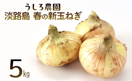 新玉ねぎ 淡路島産 5kg 早生 うしろ農園 新玉ねぎ