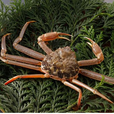 ふるさと納税 智頭町 【先行予約】鳥取県産 訳あり 活 松葉がに 700g×1杯(中村商店)25年12月・26年1月発送