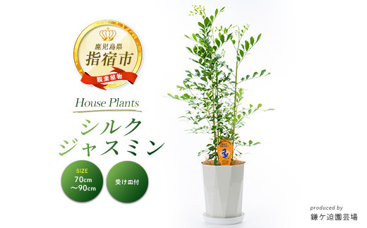 
                  【観葉植物】シルクジャスミン70cm～90cm(鎌ヶ迫園芸場/IB086-005)南国鹿児島県で育った 観葉植物！植物 鉢付 インテリア 室内 オフィス おしゃれ プレゼント ギフト 開店祝い 移転祝い マイナスイオン【配送不可地域：北海道・沖縄県・離島】
                