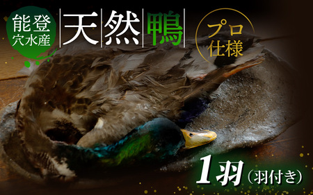 能登 穴水産 天然「鴨」（羽付き）1羽 |お肉 鴨肉 天然